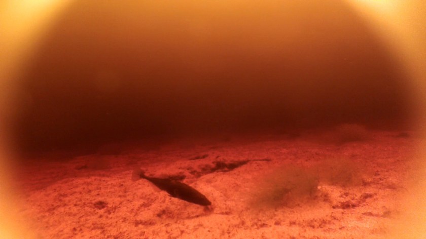 Fig-SticklebackinBlackwater_copyright_TomReimchen